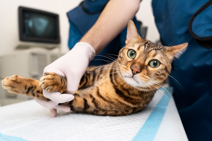 Vet examining a cat for symptoms of worms on an examination table.