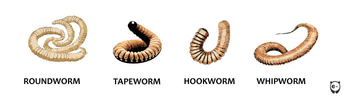 Illustrations of roundworm, tapeworm, hookworm, and whipworm, common parasites affecting cats.