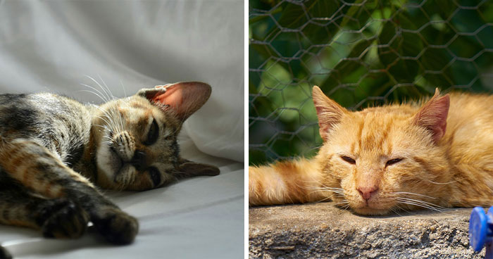 Symptoms of Worms in Cats: A Complete Guide from a Vet