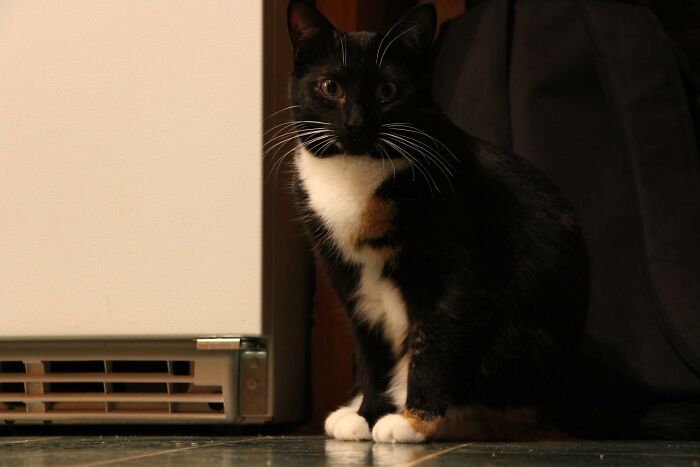 Tabitha, Our Perpetual Kitten. She's Now 11 Years Old