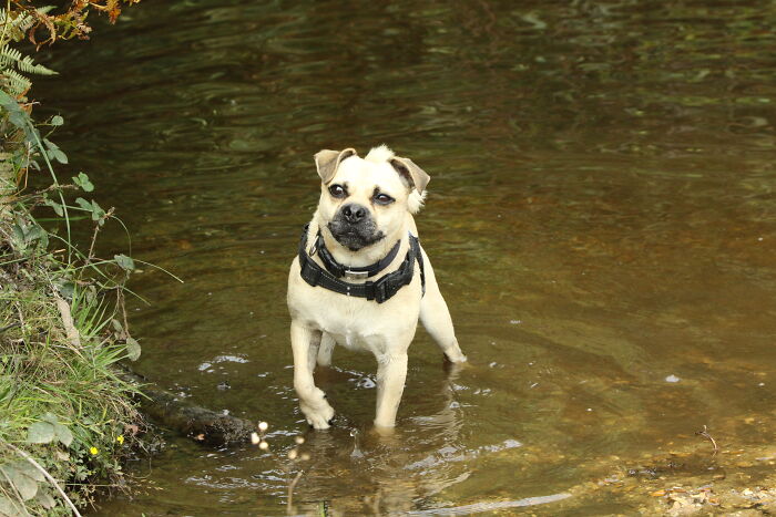My Dog Toby, A Jug, (Jack Russel X Pug)
