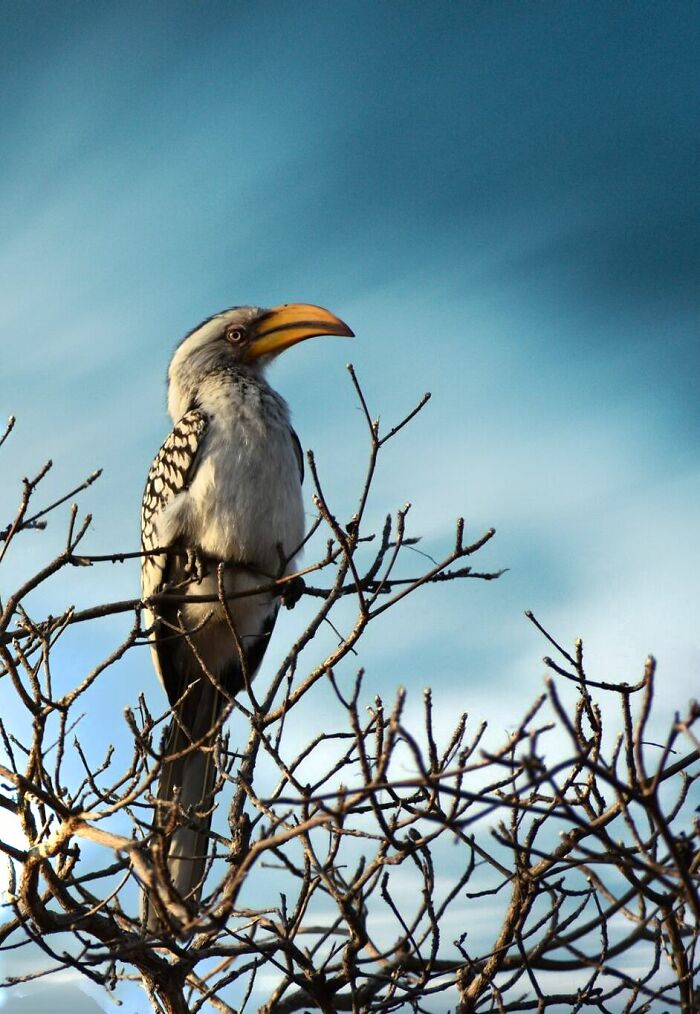 Yellow Billed Hornbill