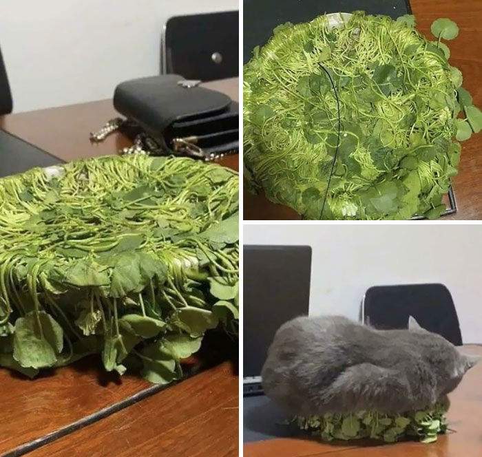 Can’t Have Nice Things