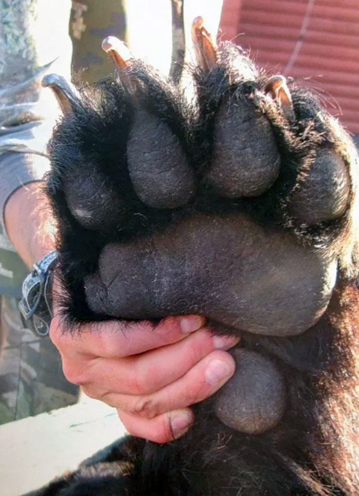 Bear Paw