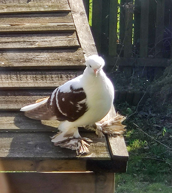 This Bird's Feathery Feet