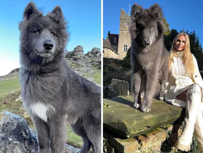 Woman Takes Care Of A Special Blue Wolf Dog, Notes That The Animal Does Not Suit Everyone