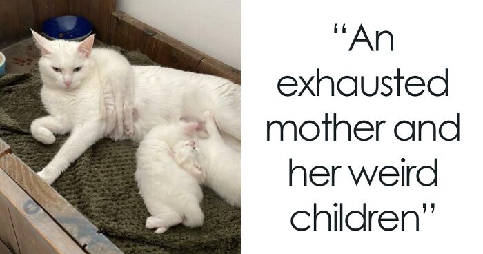 40 Pics Of Malfunctioning Cats That Made People Wonder “What’s Wrong With My Cat?” (New Pics)