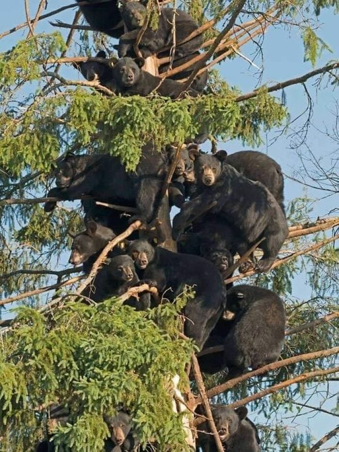 A Bear Tree