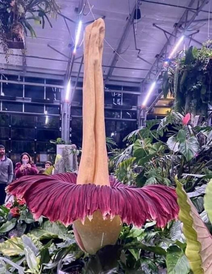 The Amorphophallus Titanum At San Diego Botanic Garden Opened Its Bloom