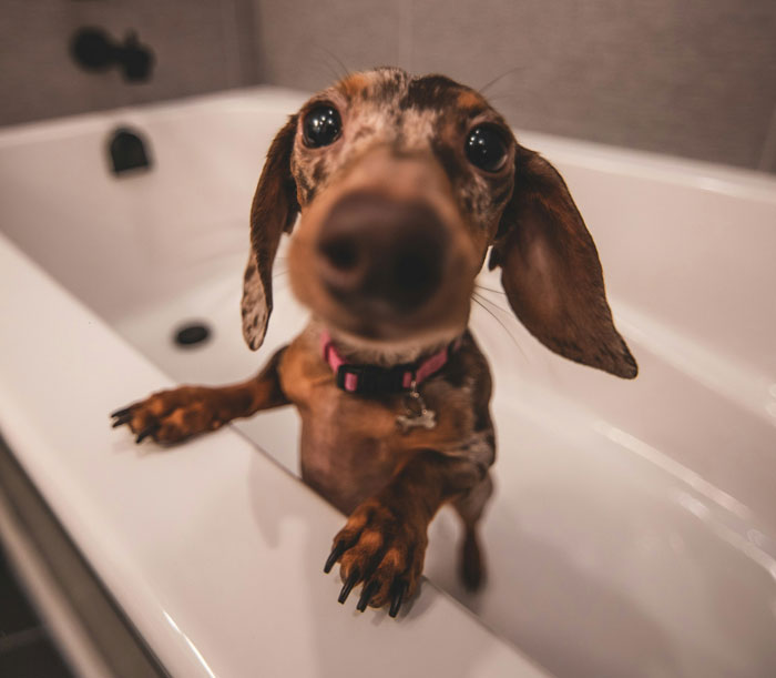 Dog in a bathtub looking curious, highlighting potential flea bites on dogs.