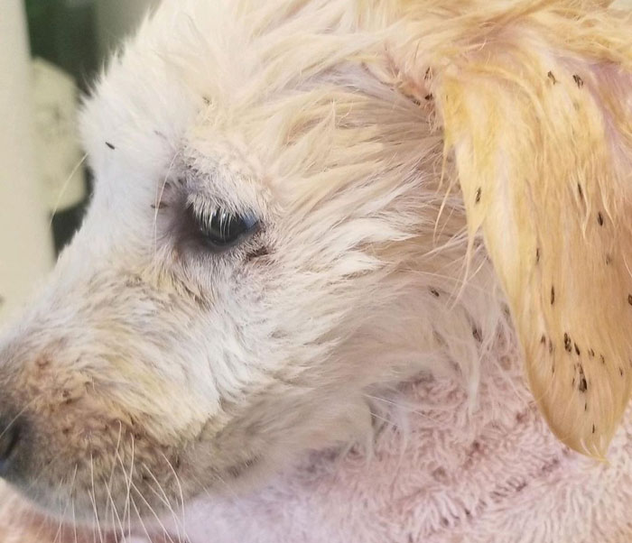 Close-up of dog with fleas on fur, showing flea bites near the ear.