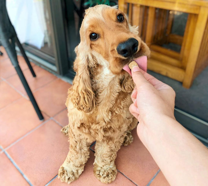 Cocker Spaniel receiving a treat on a patio, unrelated to flea bites on dogs.