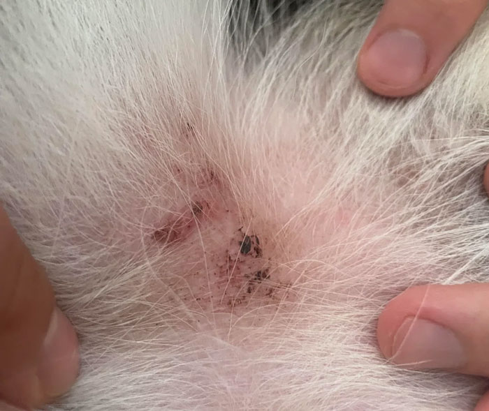 Close-up of dog's skin showing flea bites and irritation, with fur being parted.