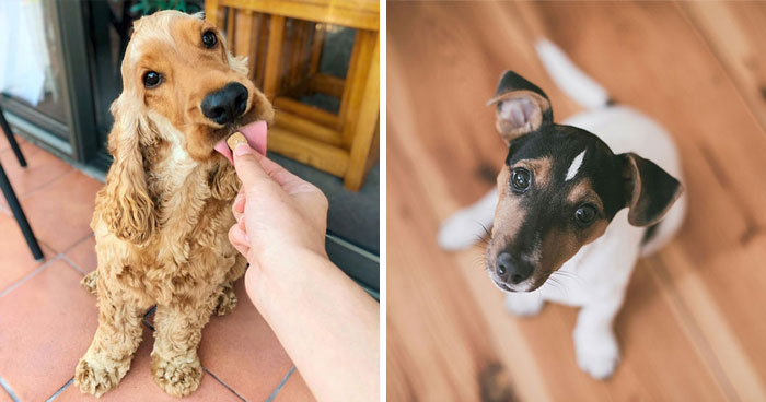 What Do Flea Bites Look Like on Dogs? Explained By a Vet