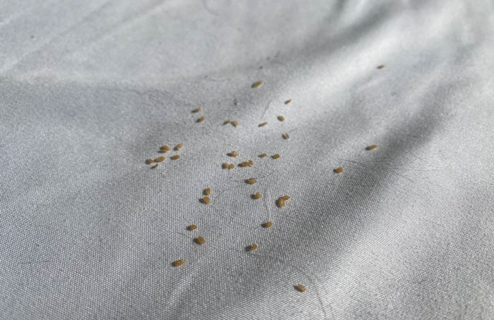 Fleas on fabric, resembling tiny brown specks often found on cats.