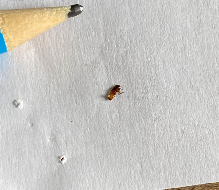 Close-up of a flea on white paper beside a pencil, illustrating fleas on cats.