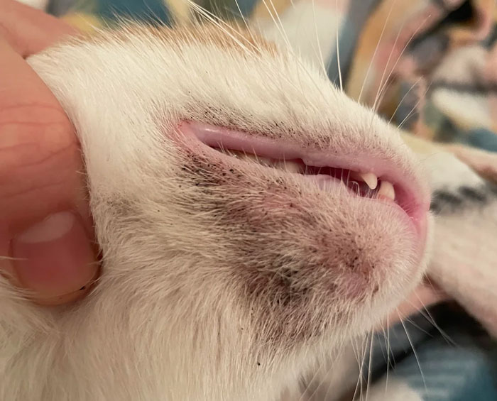 Close-up of a cat&rsquo;s fur displaying signs of fleas, with visible irritation on the skin near the mouth area.