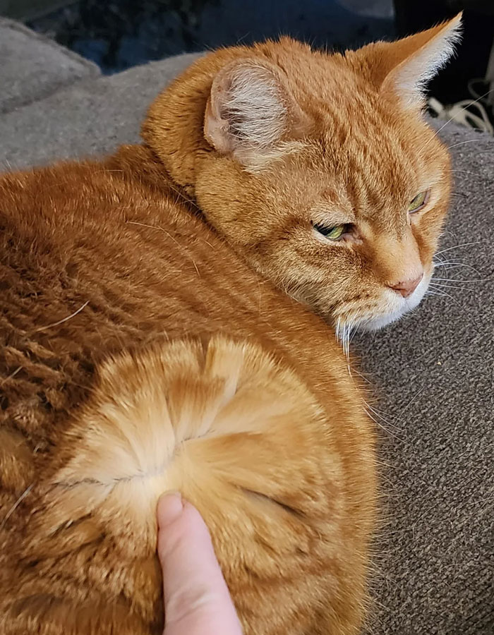 Orange tabby cat with fur parted, showing potential flea area on its back.