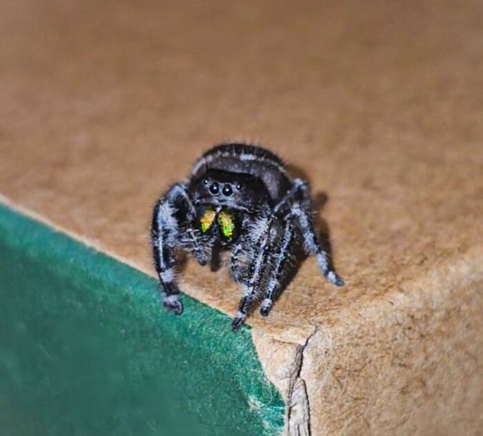 Wholesome-Content-Posts