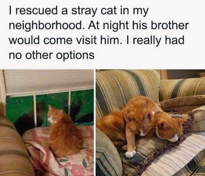 Wholesome-Content-Posts