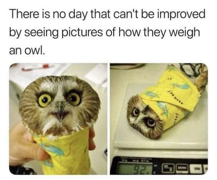 Wholesome-Content-Posts