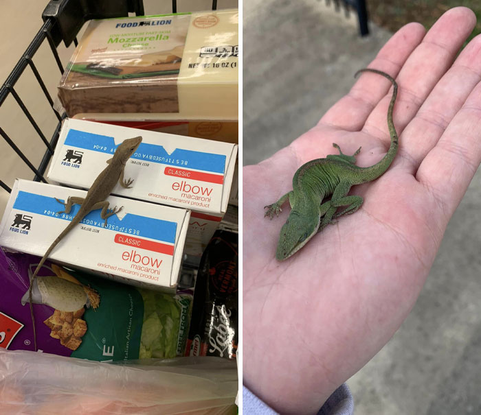 Wholesome-Content-Posts