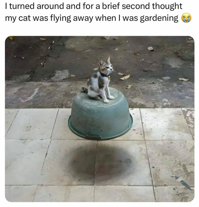 Wholesome-Content-Posts