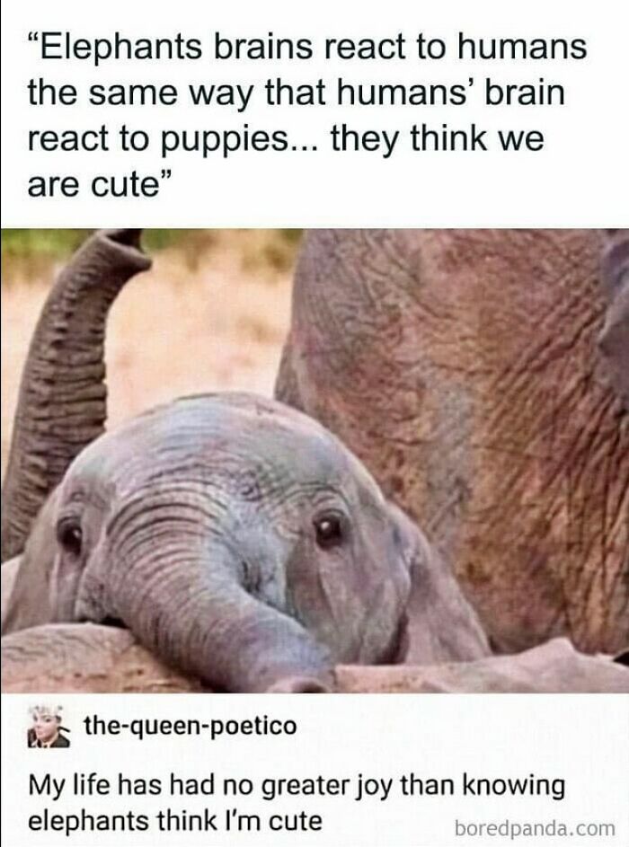 Wholesome-Content-Posts