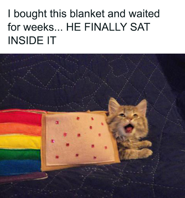 Wholesome-Content-Posts