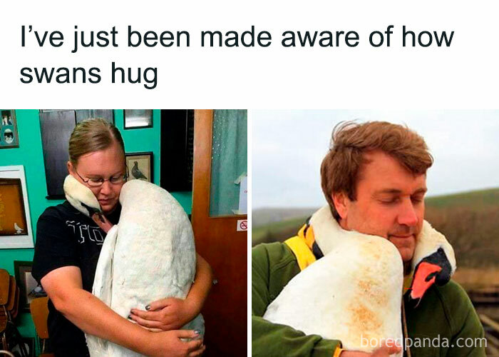 Wholesome-Meets-Internet