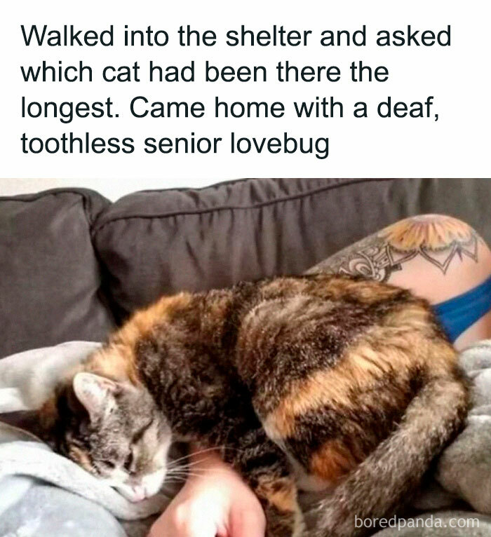 Wholesome-Meets-Internet