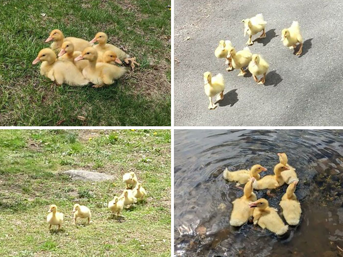 Yesterday I Led Six Lost Baby Geese About A Mile Back To Water And Their Mother