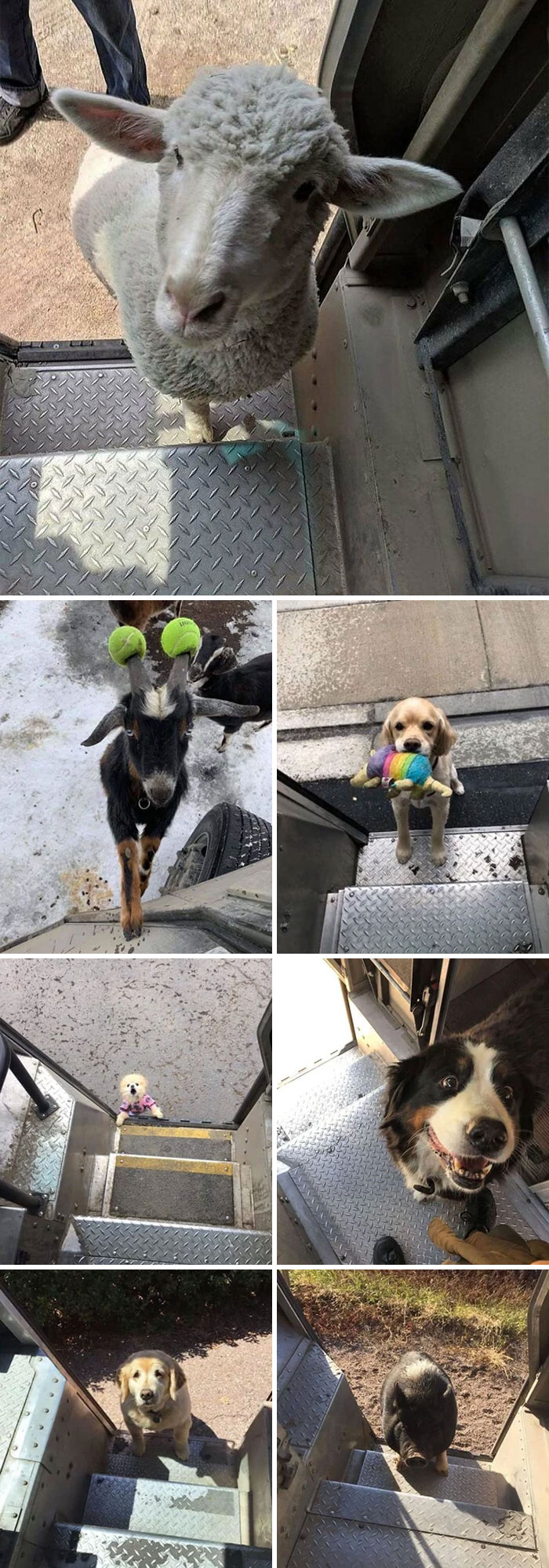 UPS Driver's Animal Encounters On Their Route