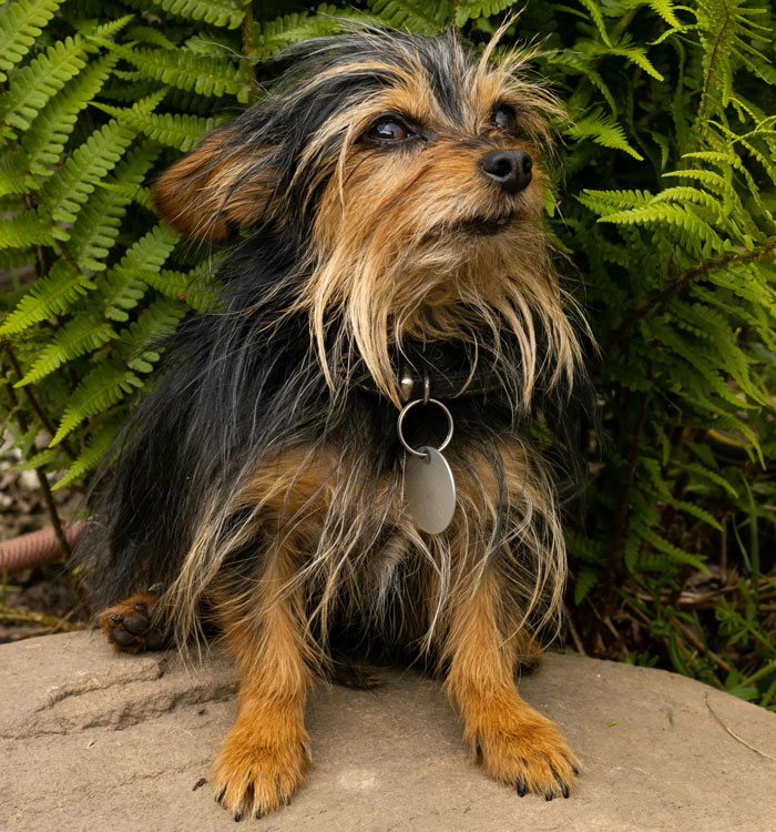 Small dog sitting on a rock, looking alert, with a collar, surrounded by green ferns. - 6