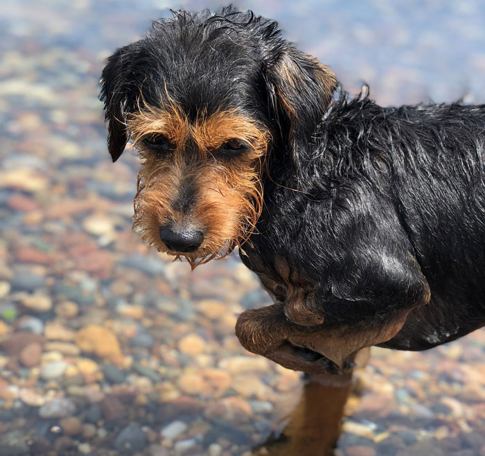 Wet dog standing on pebbles by water, appearing cold and shivering, illustrating reasons for a dog shaking suddenly. - 4