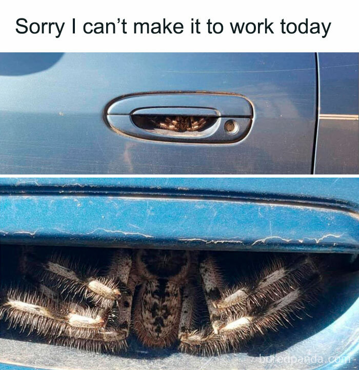 Giant spider inside a car door handle creating a funny work meme moment.