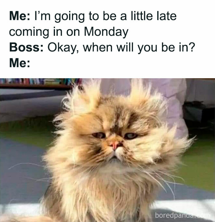 Funny work meme with a fluffy cat looking disheveled, humorously suggesting a rough start to a Monday.