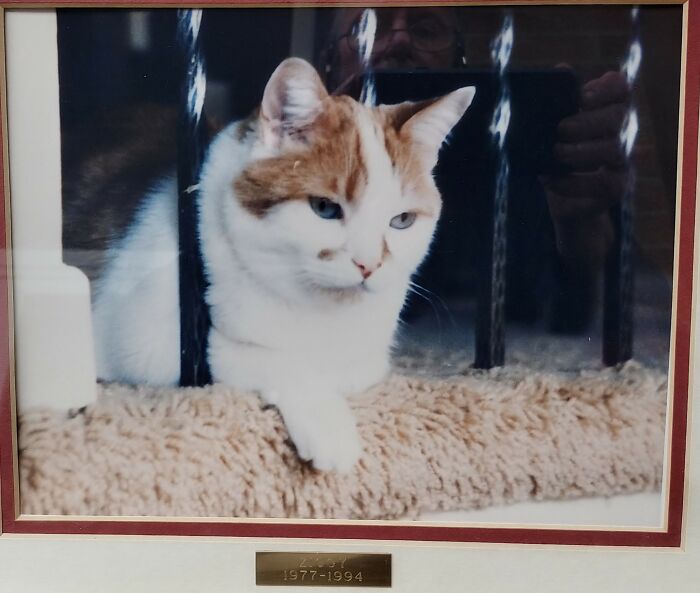 Ziggy. 30 Years Gone, Never Forgotten