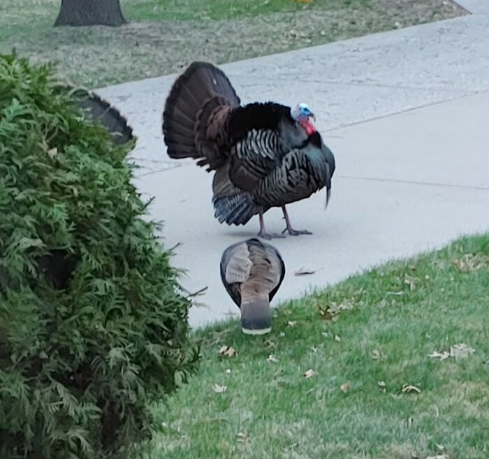 Little Wild Turkey First Thing In The Morning Was Startling. There Were 8 Of Them