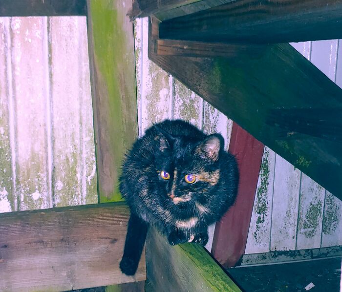 This Little Demon Got Outside And Wouldn't Come Back In Until I Shook A Bag Of Cat Treats