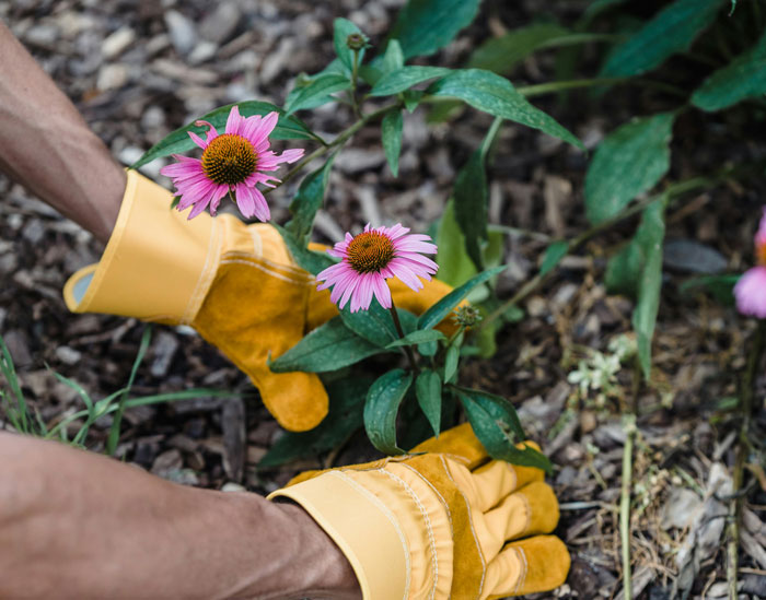Tenant Gets Kicked Out As His Garden Is Used To Bump Up Rent, He Takes It With Him On His Way Out Tenant Gets Kicked Out As His Garden Is Used To Bump Up Rent, He Takes It With Him On His Way Out