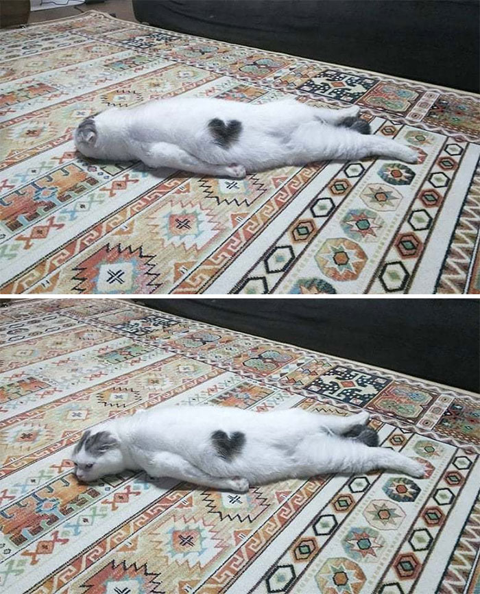 Cat lying flat on a patterned rug with a heart-shaped mark on its side, captured in a funny losing brain cell moment.