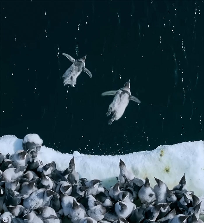Record-Breaking Footage Captures Hundreds Of Baby Penguins Diving From 50-Foot Cliff - 4