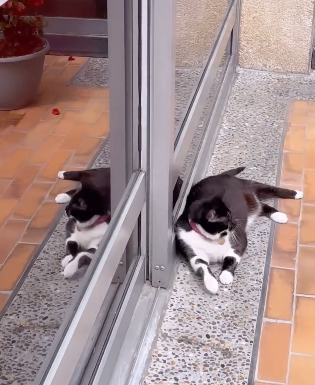 Pet Shop Rescues Stray Cat And Gives Her The Best Life At The Mall - 1