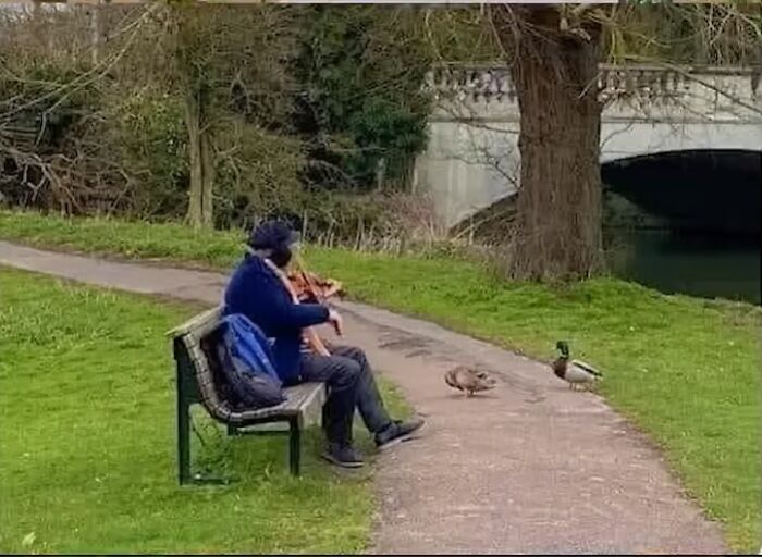 I Found A Man Playing The Violin For 2 Ducks I Found A Man Playing The Violin For 2 Ducks