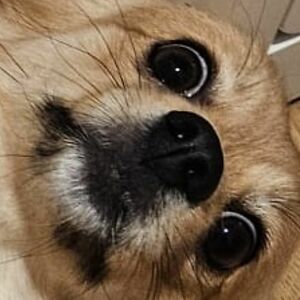 patriciasoeiro avatar