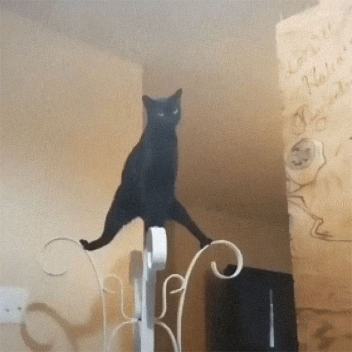 Black cat awkwardly balancing on a metal stand, captured in a funny moment showing cats losing their single brain cell.