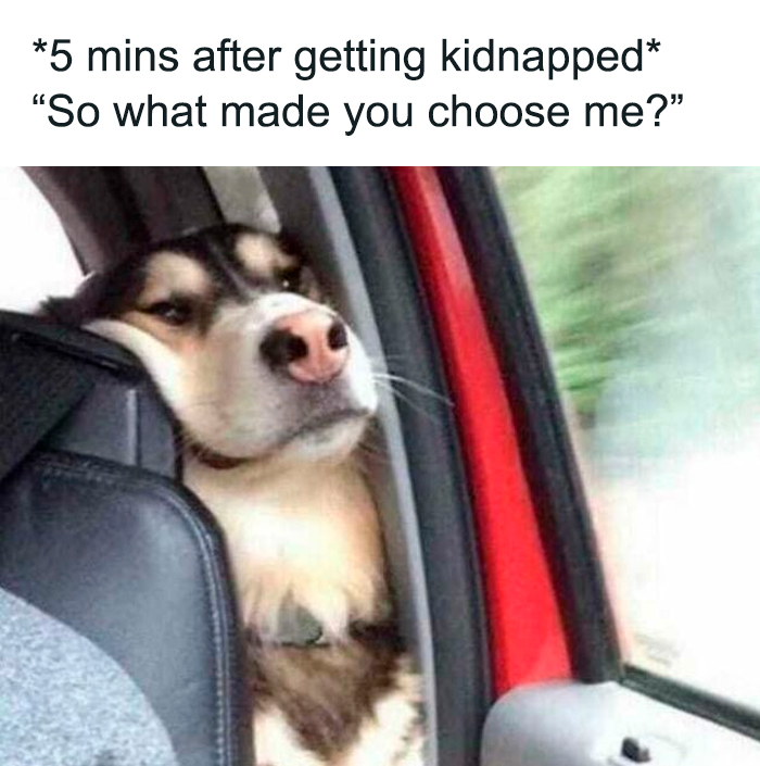 Dog with head against car window, capturing relatable mental health meme humor.