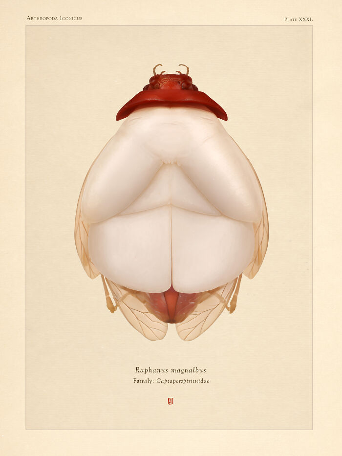 "Raphanus Magnalbus"