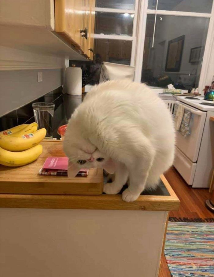 White cat in kitchen bending awkwardly with head upside down, capturing funny moments of cats losing their single brain cell